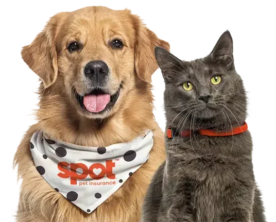 Spot Pet Insurance: Coverage, Reviews, Login & Complete Guide