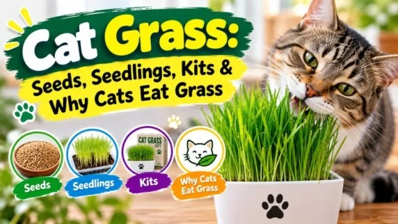Cat Grass: Seeds, Seedlings, Kits & Why Cats Eat Grass